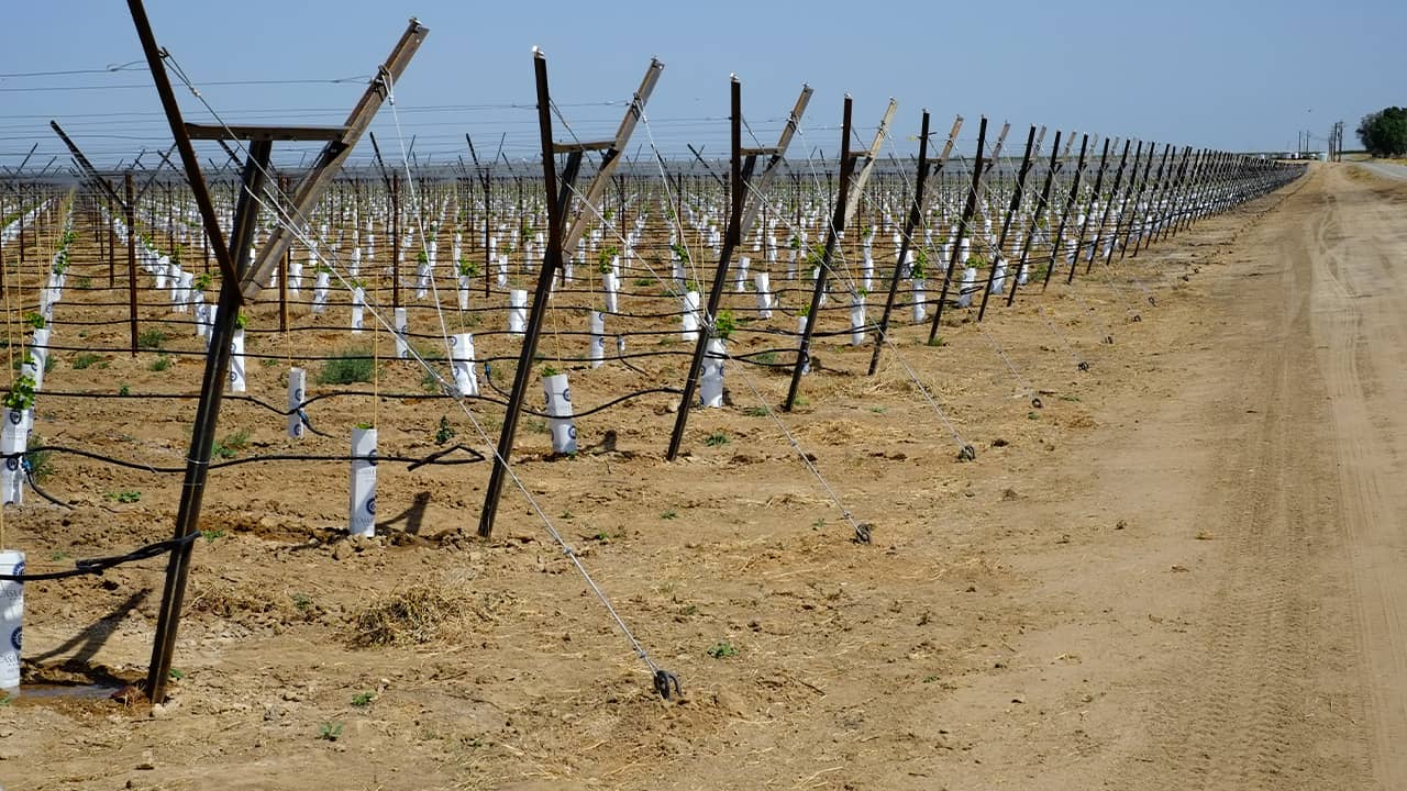 Photo of vineyard in Kern County